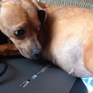 Meet your Posher, Dawn